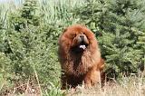 CHOW CHOW 064